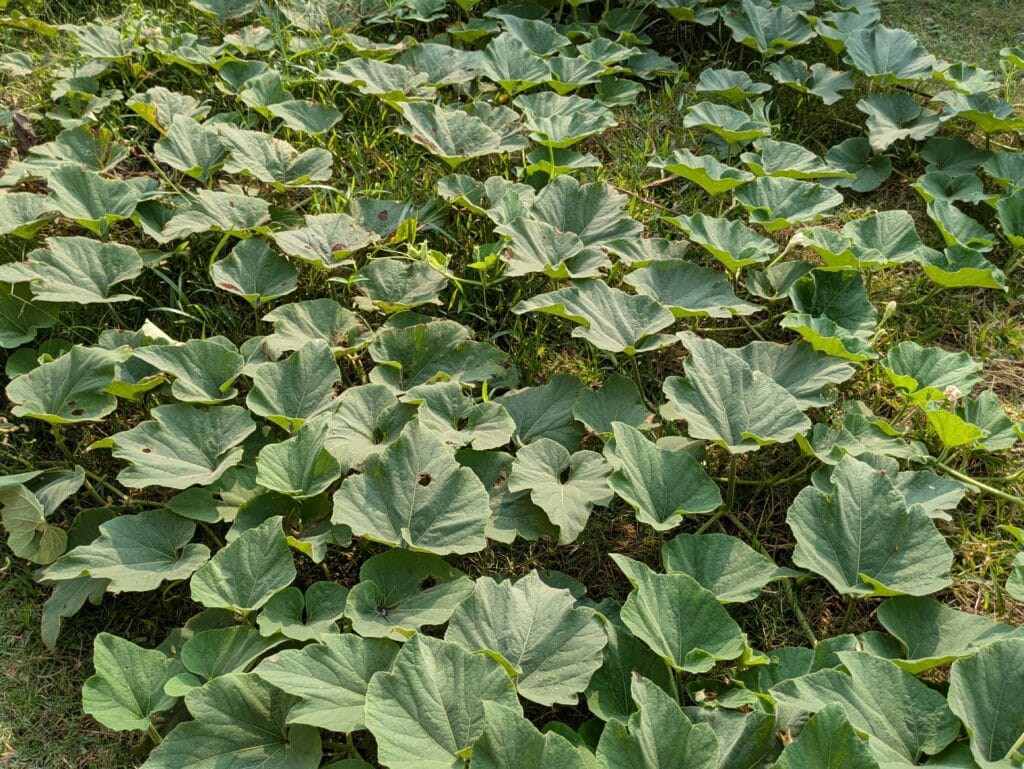 saag