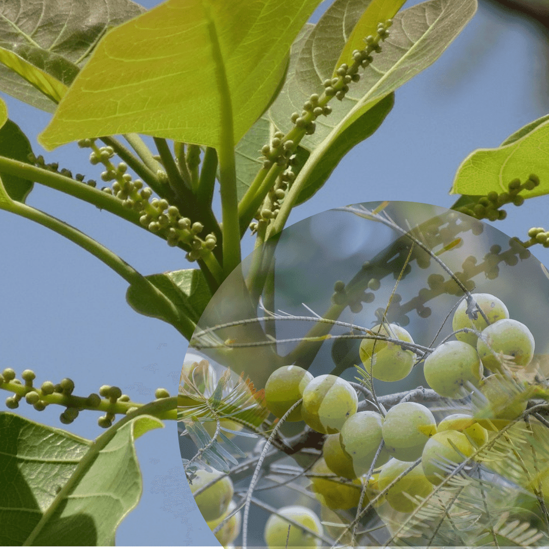 triphala