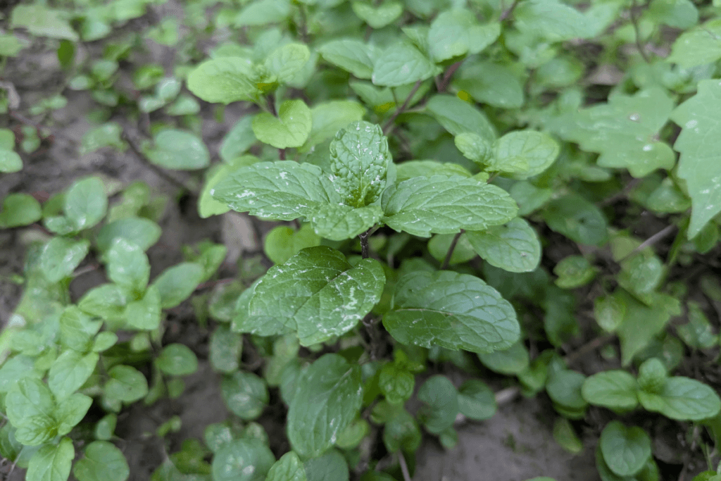 10 Ayurvedic Peppermint Benefits