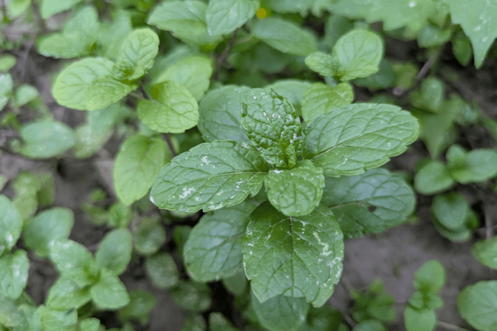 10 Ayurvedic Peppermint Benefits