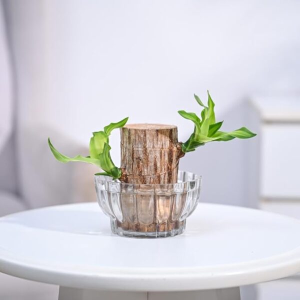 Lucky Brazilian Wood Live Indoor Plant with Lotus Glass Bowl