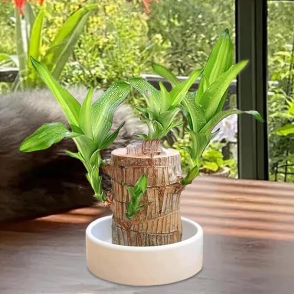 Perpetual Brazilian Wood Plant For Home -Lucky for Living Room