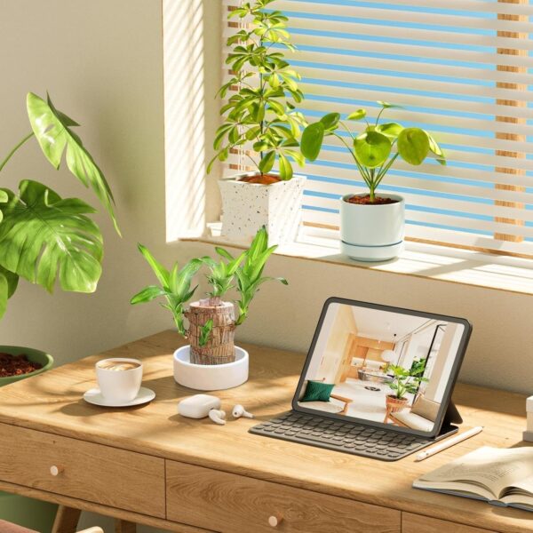 Perpetual Brazilian Wood Plant For Home -Lucky for Living Room - Image 2