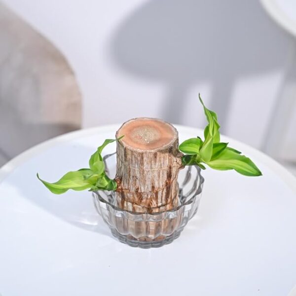 Lucky Brazilian Wood Live Indoor Plant with Lotus Glass Bowl - Image 3