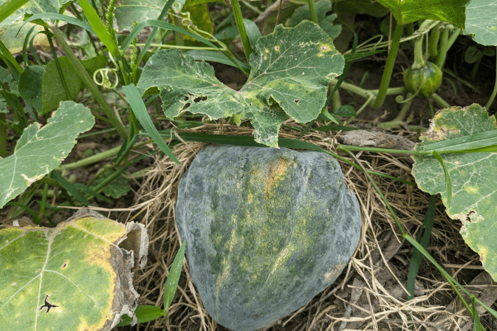 Pumpkin