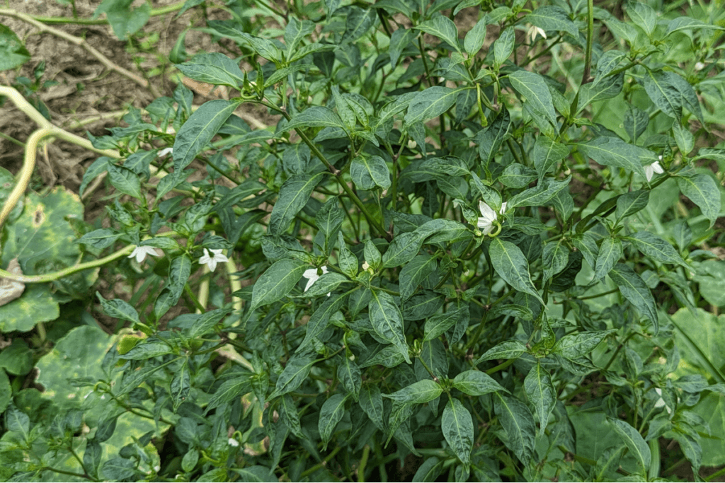 green chillies