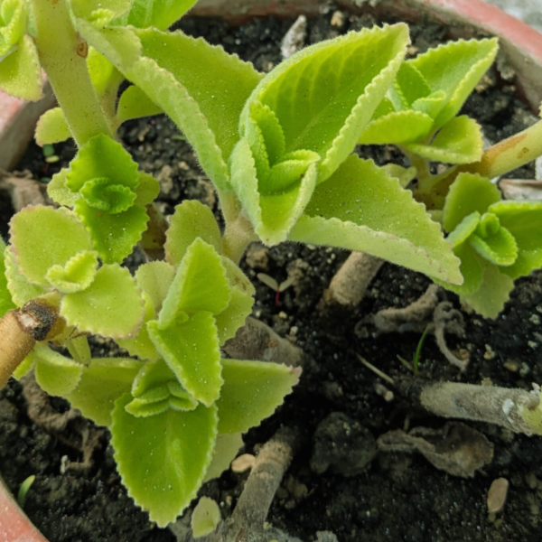 Ajwain Live Plant – A Flavorful & Medicinal Herb - Image 5