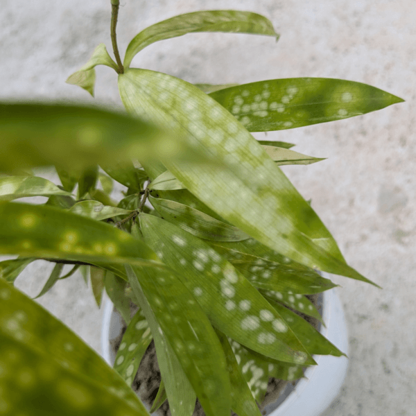 LeleOrganics Dracaena Bamboo Yellow Variegated Live Plant | Indoor Air Purifier | Easy to Maintain - Image 5