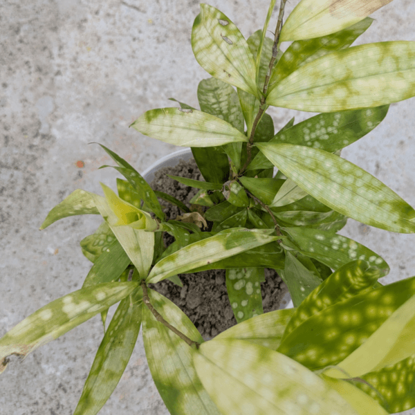 LeleOrganics Dracaena Bamboo Yellow Variegated Live Plant | Indoor Air Purifier | Easy to Maintain - Image 4