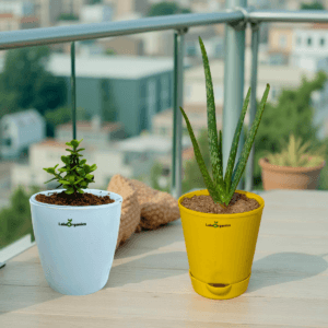 LeleOrganics Aloe Vera & Jade Plant Combo