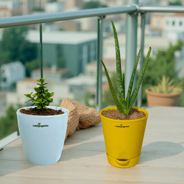 LeleOrganics Aloe Vera & Jade Plant Combo