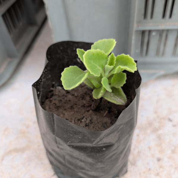 Ajwain Live Plant – A Flavorful & Medicinal Herb - Image 4