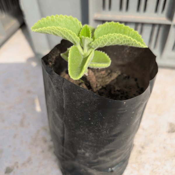 Ajwain Live Plant – A Flavorful & Medicinal Herb - Image 3