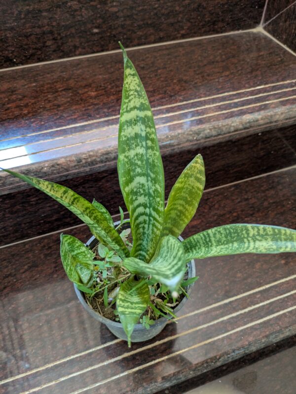 Snake Plant – Dracaena Trifasciata Mother-in-Law’s Tongue Live Plant - Image 5