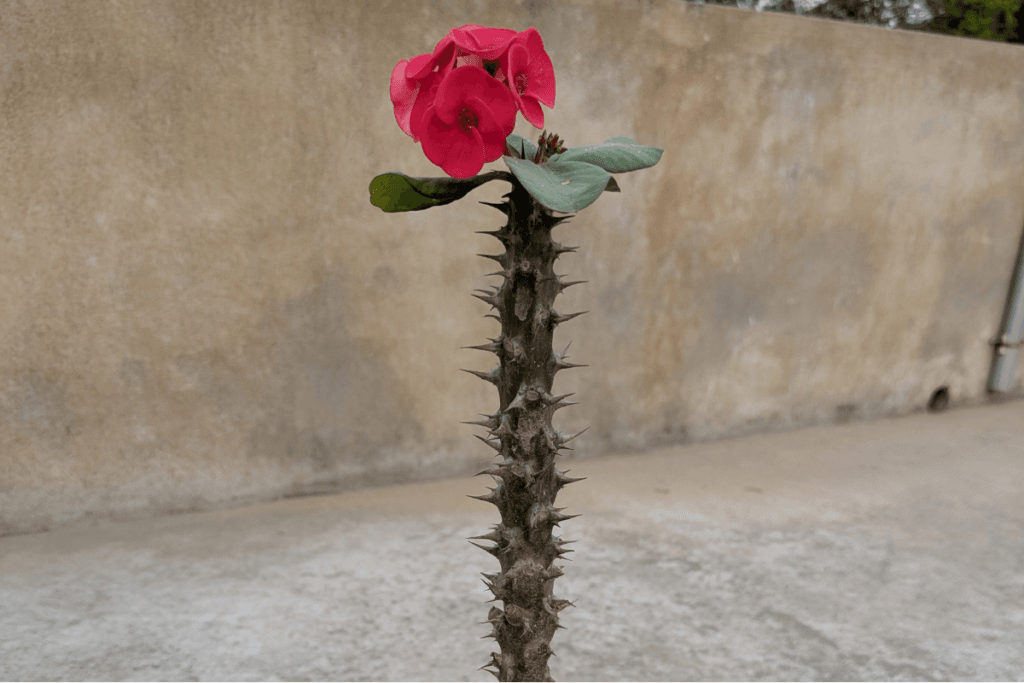 euphorbia milii