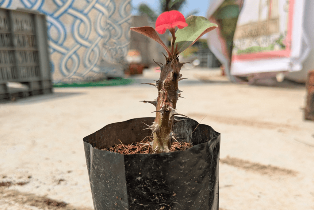 Euphorbia milii