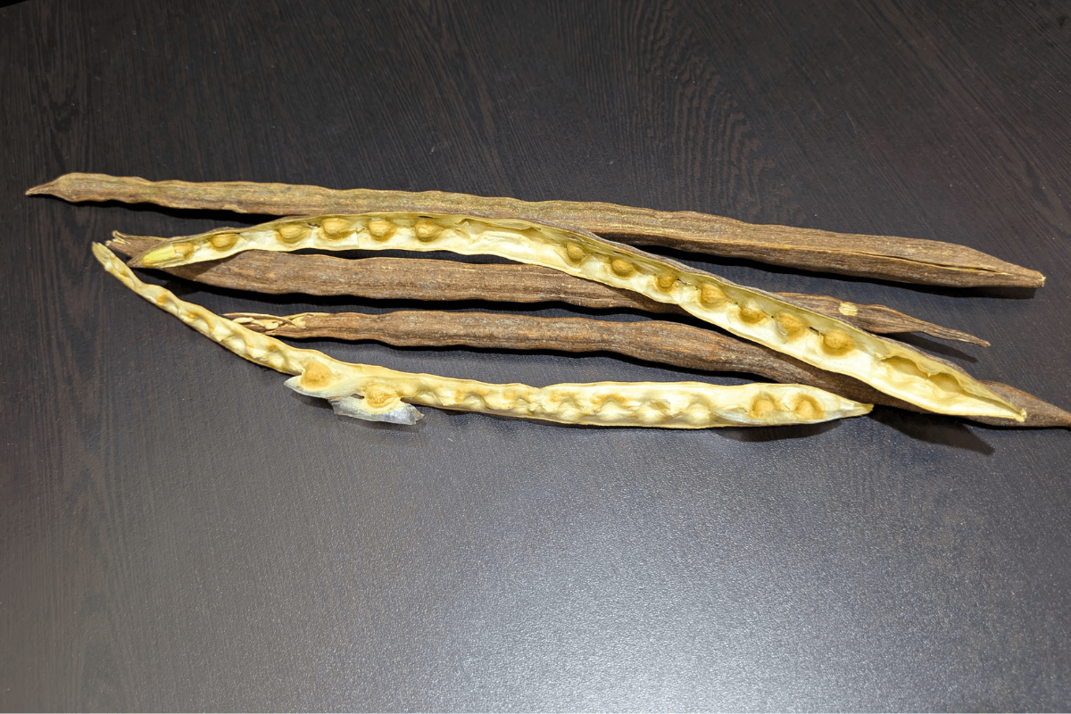 drumstick benefits for men, drumstick(moringa) for sexual stamina