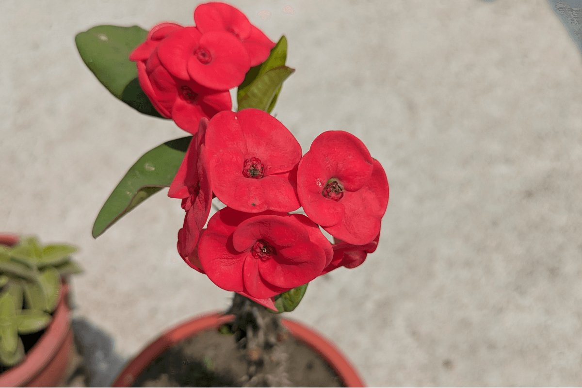 euphorbia milii