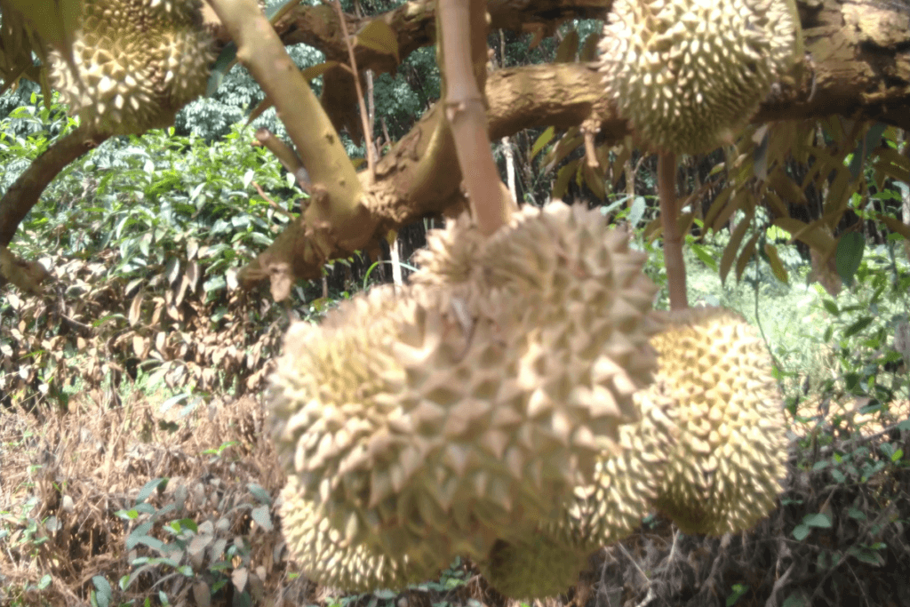 durian farming in india