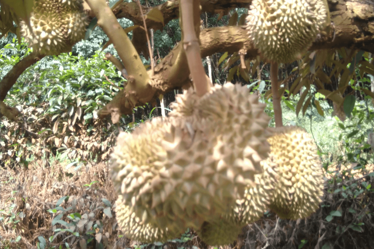 durian farming in india