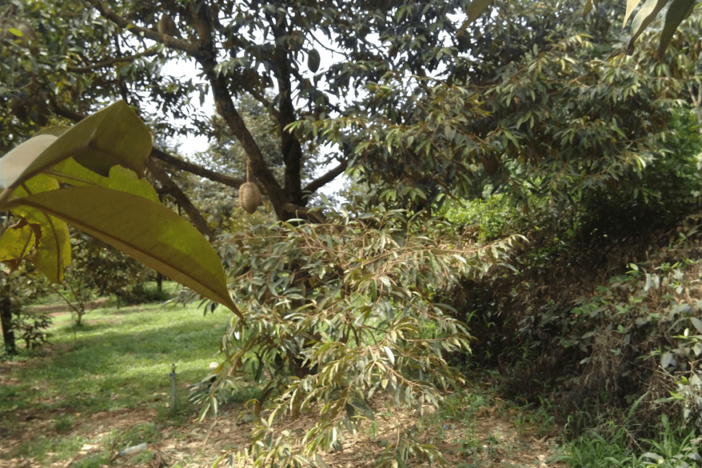 durian farming in india