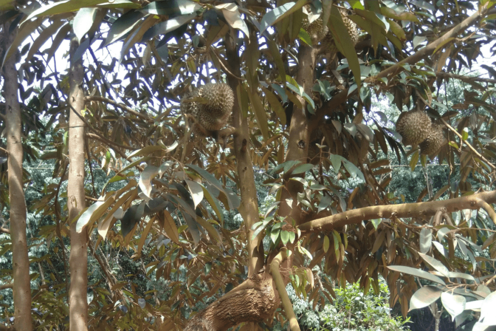 durian farming in india