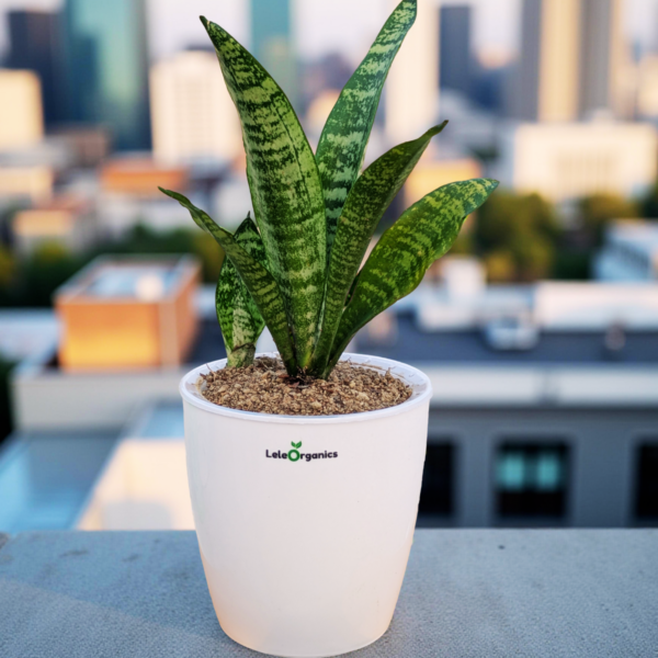 Snake Plant – Dracaena Trifasciata Mother-in-Law’s Tongue