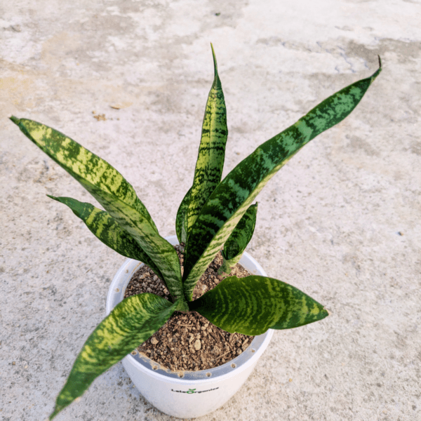 Snake Plant – Dracaena Trifasciata Mother-in-Law’s Tongue Live Plant - Image 4