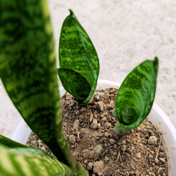 Snake Plant – Dracaena Trifasciata Mother-in-Law’s Tongue Live Plant - Image 3