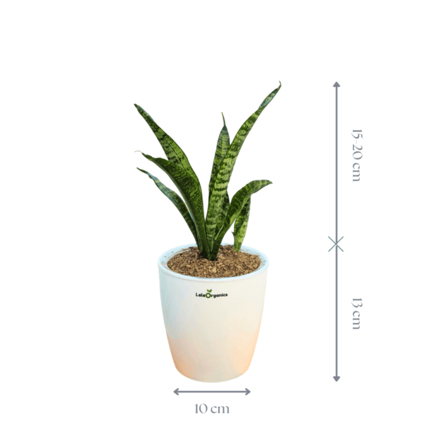 Snake Plant – Dracaena Trifasciata Mother-in-Law’s Tongue Live Plant - Image 2