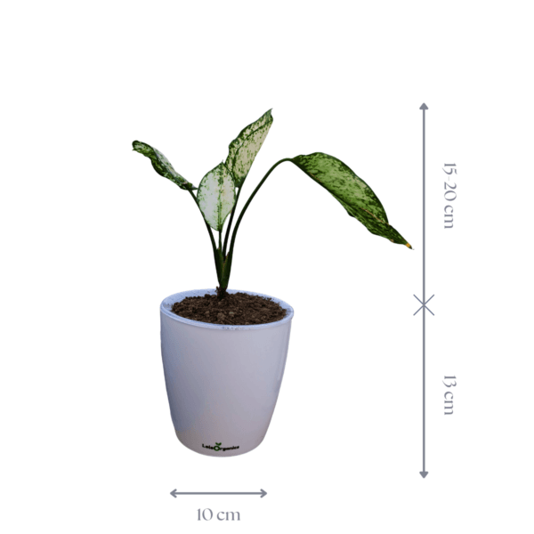 Aglaonema ‘Snow White’ – Vibrant Indoor Plant | LeleOrganics - Image 3