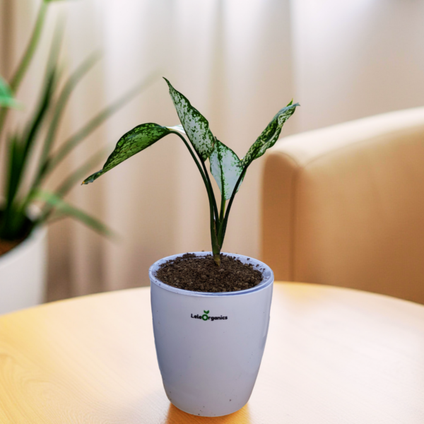 Aglaonema