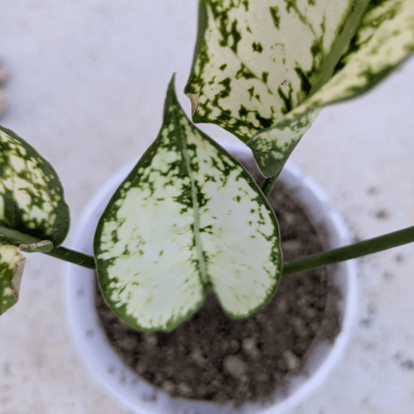Aglaonema ‘Snow White’ – Vibrant Indoor Plant | LeleOrganics - Image 4