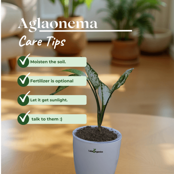 Aglaonema ‘Snow White’ – Vibrant Indoor Plant | LeleOrganics - Image 2