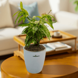 Dracaena Bamboo Yellow Variegated live plant