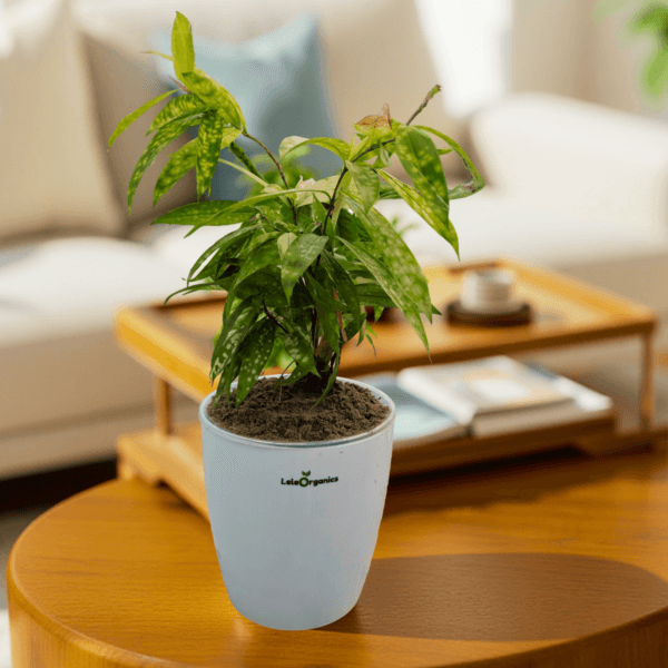 Dracaena Bamboo Yellow Variegated live plant