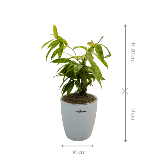 LeleOrganics Dracaena Bamboo Yellow Variegated Live Plant | Indoor Air Purifier | Easy to Maintain - Image 3