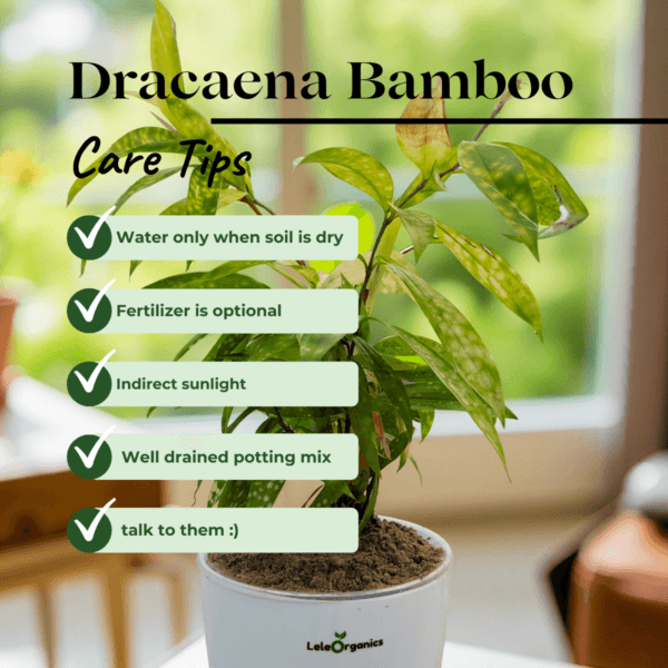 LeleOrganics Dracaena Bamboo Yellow Variegated Live Plant | Indoor Air Purifier | Easy to Maintain - Image 2