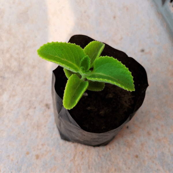Ajwain Live Plant – A Flavorful & Medicinal Herb - Image 2