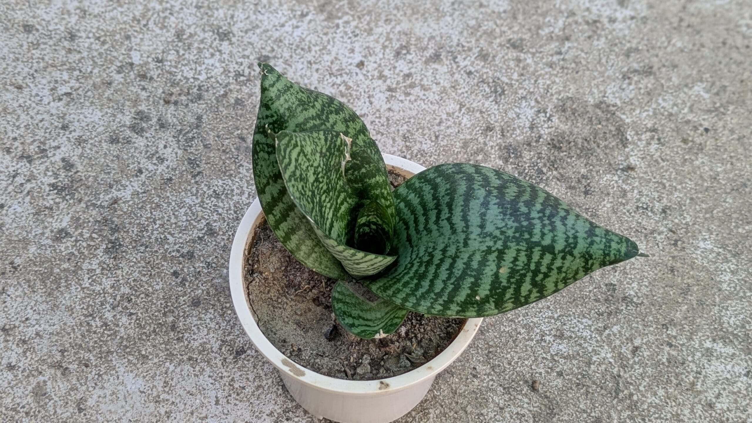 Propagate Snake Plants at Home