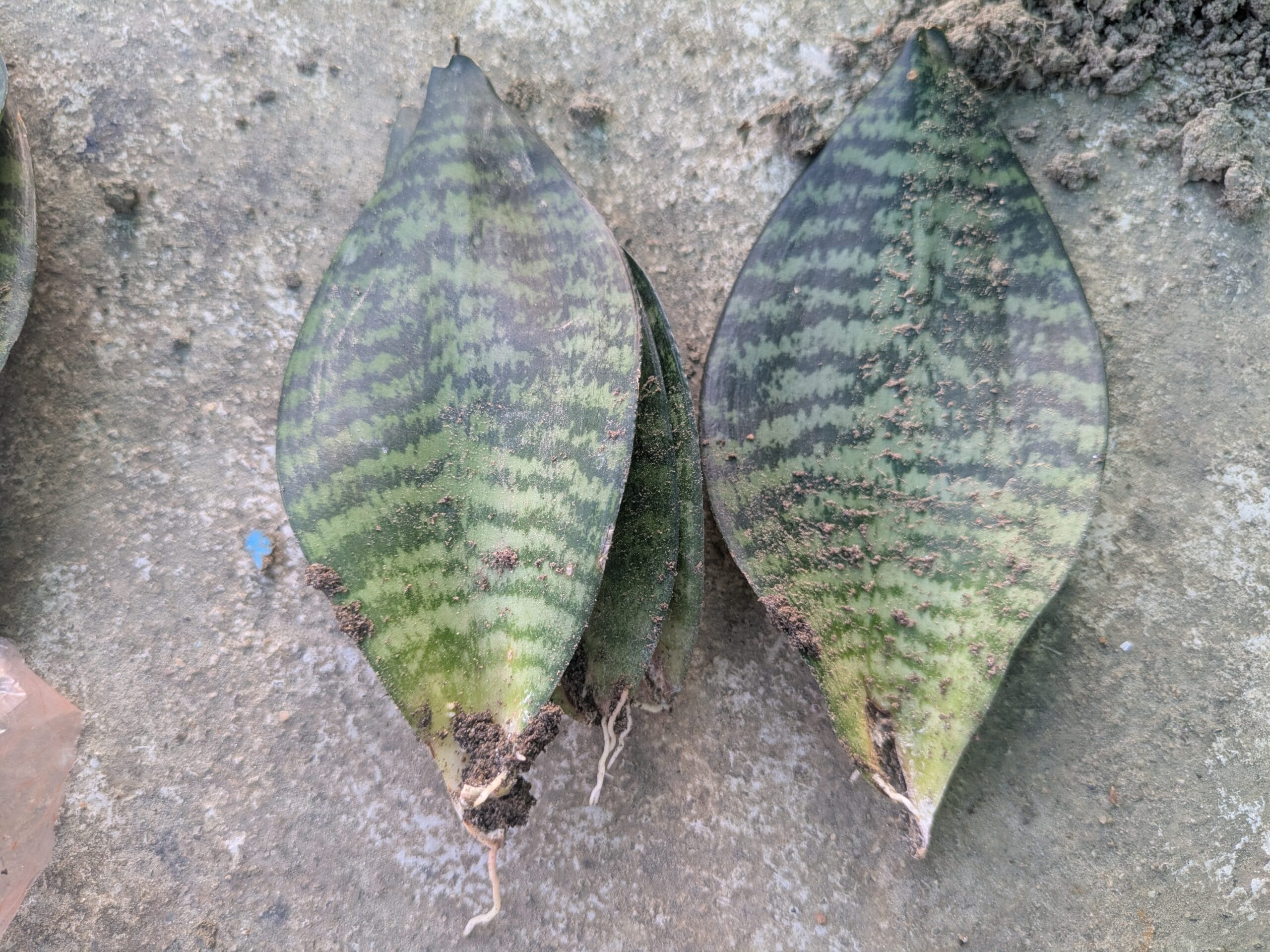 Propagate Snake Plants at Home